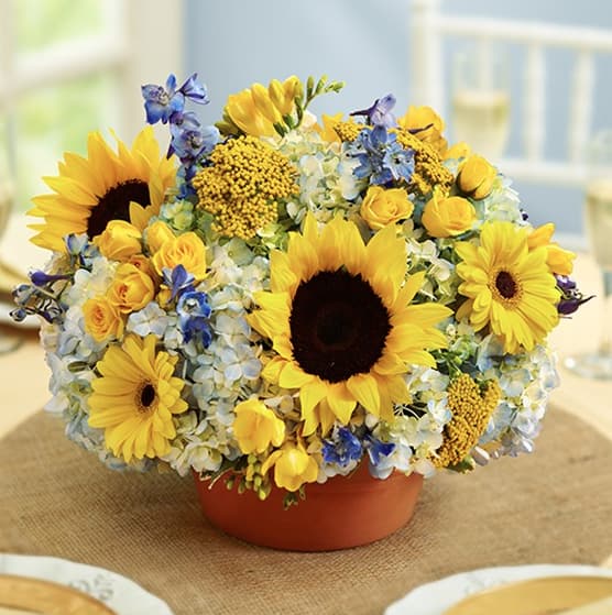 103805 - COUNTRY WEDDING CENTERPIECE Set the table and impress your guests with a true original. The perfect finishing touch to a country-inspired wedding, our lively centerpiece arrangement of sunflowers, hydrangeas, delphinium, Gerberas, spray roses and more is designed by hand in a rustic terra cotta pot that's as classic as it is charming.  Arrangement of medium sunflowers, blue hydrangeas, blue delphinium, yellow Gerbera daisies, yellow spray roses, yellow freesia, yarrow and variegated pittosporum  Hand-designed in a classic terra cotta pot; measures 4&quot;H x 8&quot;W  Arrangement measures approximately 11&quot;H x 12&quot;L  All of our wedding flowers are hand-designed and arranged at a local florist to ensure they arrive looking their best on the big day.