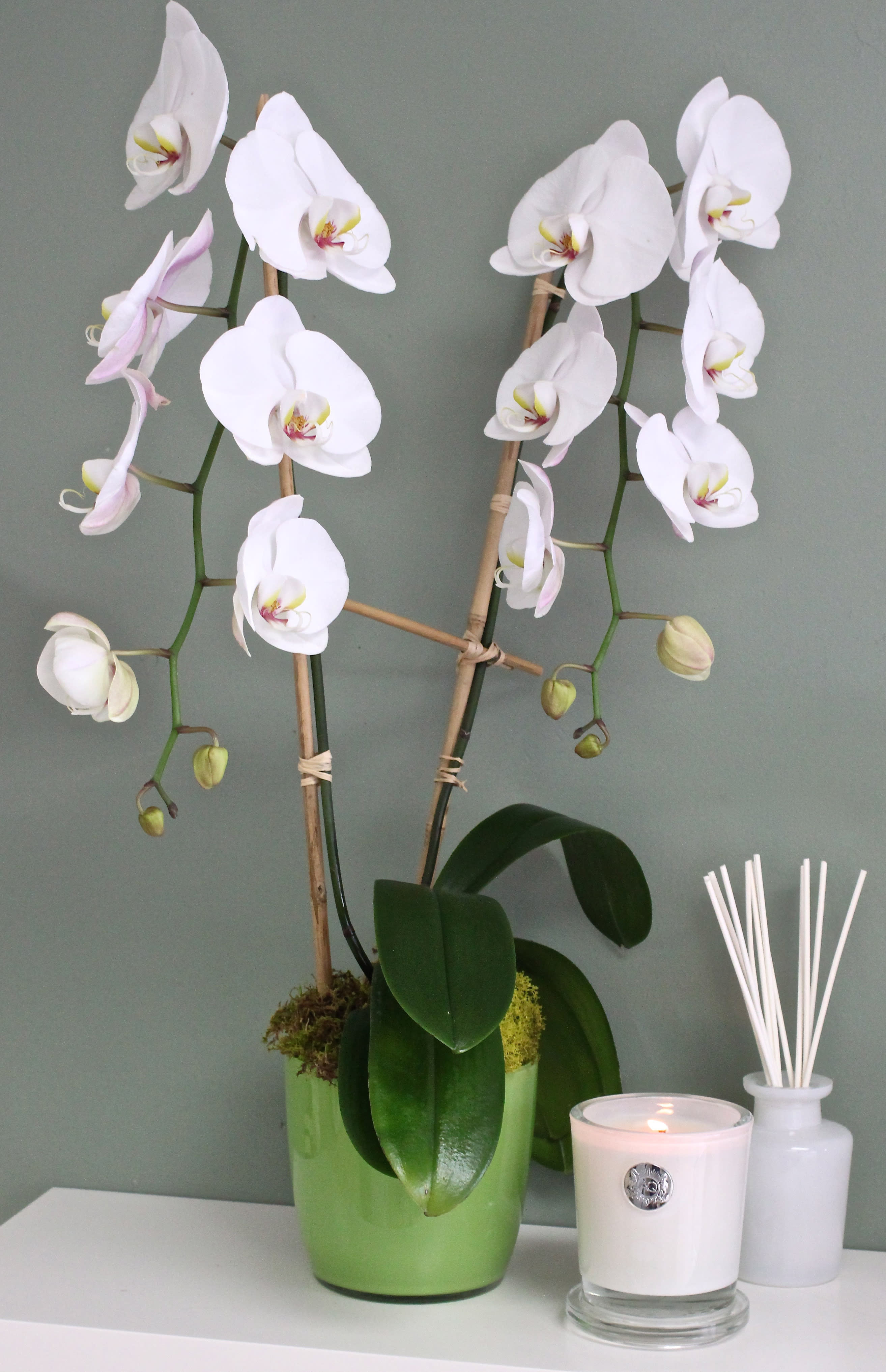 Tall Double Spike Blooming Orchids  - Arrangement of a Tall Double Spike Blooming Orchids plant. These elegant flowers last for a long time and make a perfect gift for all occasions. Approx. 26&quot; Tall