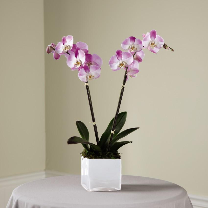 Double Orchid in Kansas City, MO Trapp & Company