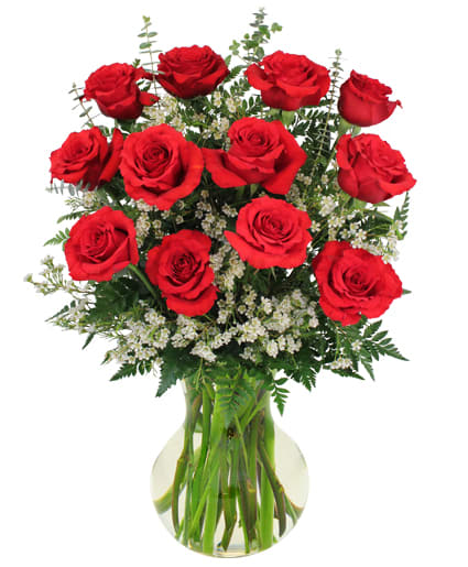 Red Roses and Wispy White Accent Flowers - 7&quot; rose vase (subject to stock availability) foliage: leather leaf, silver eucalyptus 12 red roses 3 stems white waxflower