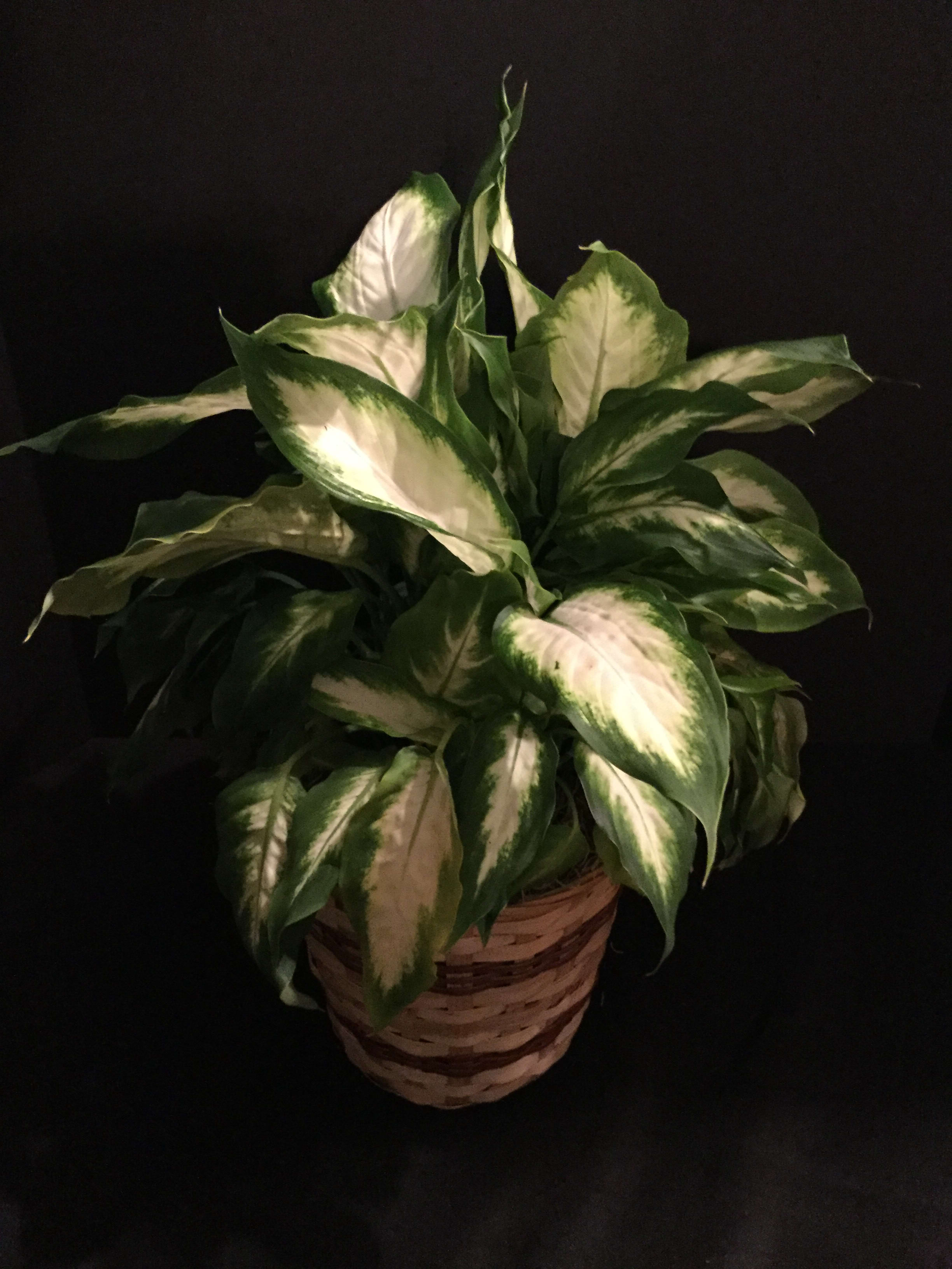 Glorious Dieffenbachia - 6 inch Dieffenbachia plant in bambo basket. Bow added for no extra charge.    