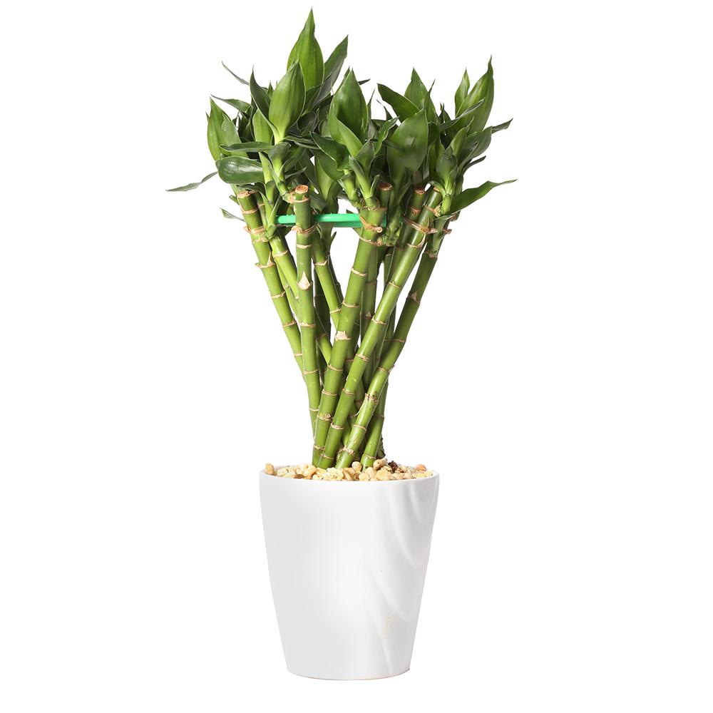 Lucky Bamboo Lucky Bamboo - Lucky bamboo plant Estimated size 10 in-16 in tall Please note: Container color and variety may vary depending on stock