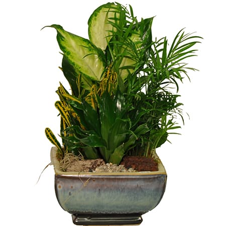 Dish Gardening Delight Dish Gardening Delight - Mixed Planter of Dwarf Plants - Dish and plants may vary in texture