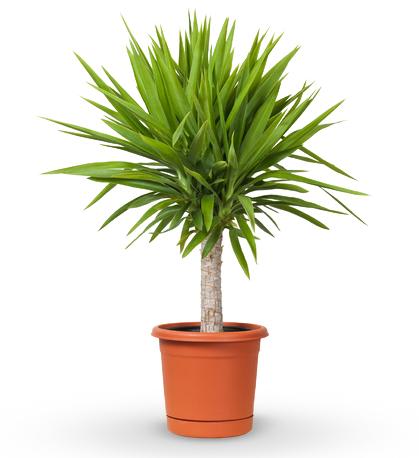 Single Stalk Yucca Plant - Single Stalk Yucca Plant - Note: Pot may vary in color and texture 