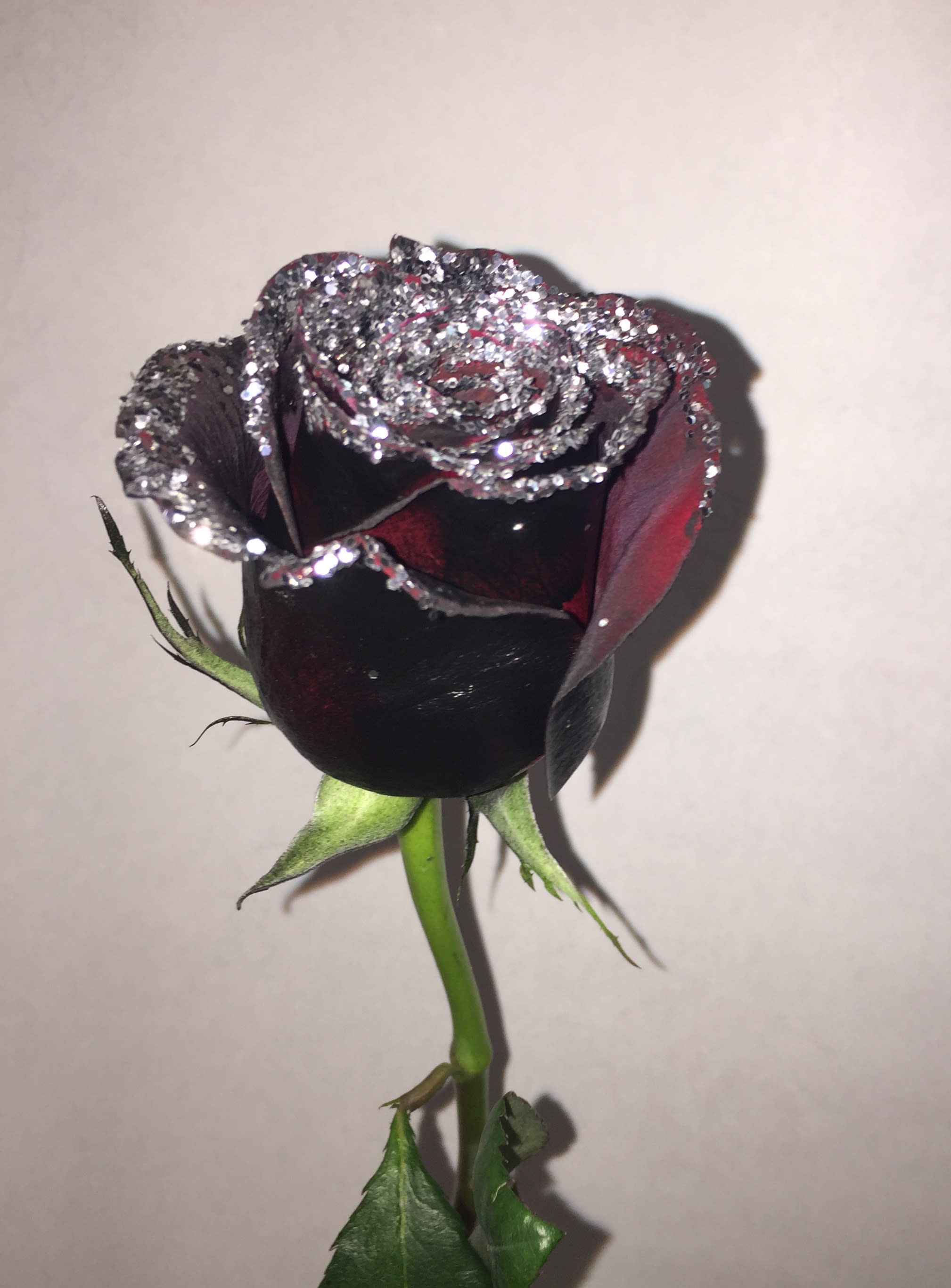 Fresh cut Single Red Rose Dyed Black Enhanced With Silver or Gold