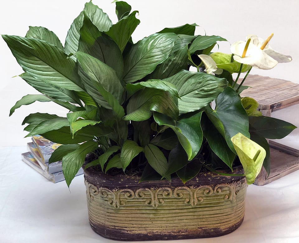 Mixed Garden ADMG1 - A beautiful mix of blooming and green plants in an elongated ceramic container. Container may vary, but look and value will always be there and guaranteed! 
