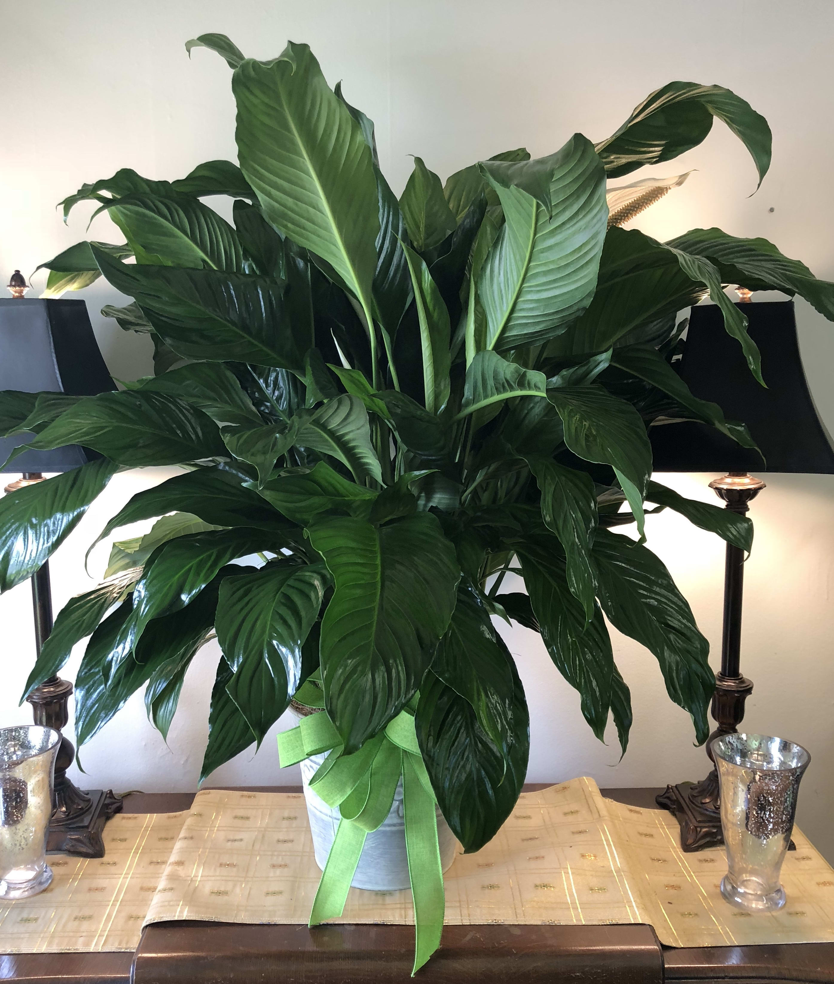 Large peace Lily comfort planter - Large peace Lily comfort planter Beautiful large 10 inch peace lilies in a metal container. Approximate size 42 to 46 inches tall