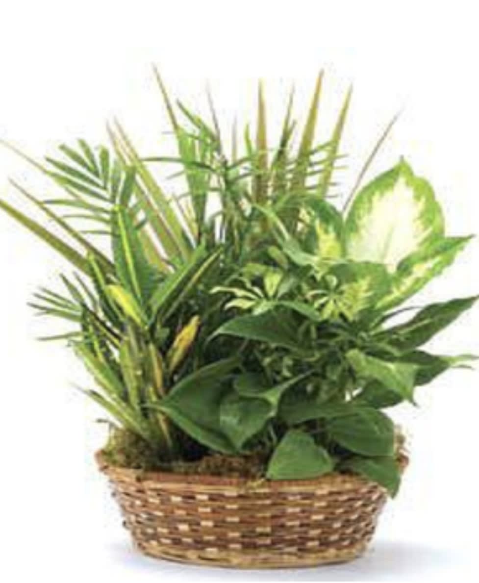 Large planter Garden  -  Beautiful large dish garden with assorted premium green plants 