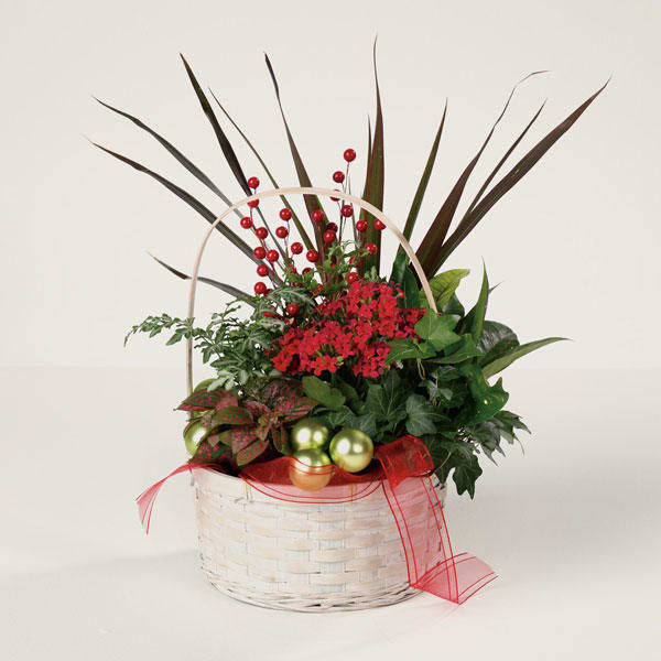 Holiday Garden Planter Basket - Celebrate the season of giving and on into the new year with a basket full of live plants. May include a mix of ivy and other houseplants along with flowering kalanchoe with holiday accents.