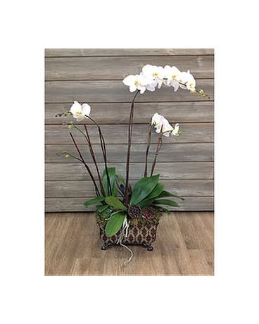 Premium Orchid Planter - Breath-taking orchids with gorgeous succulents arranged with moss.  Colors and container may be substituted depending on availability.   FCF-PLOR01