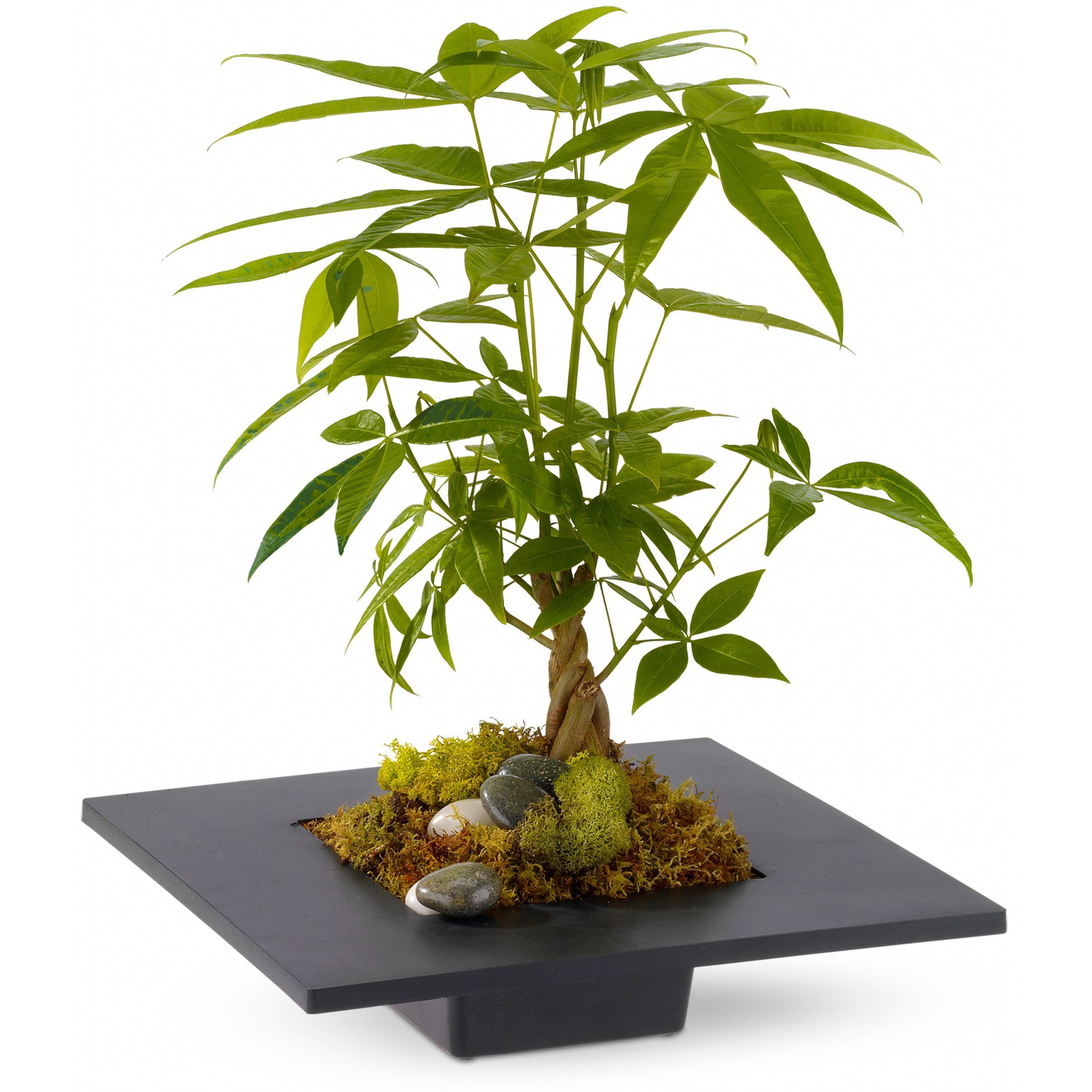 Money Tree by Teleflora - Harmonize the five elements within a space, bring good fortune and prosperity, and improve the flow of &quot;chi&quot; with a money tree! The money tree - or Pachira - is thought to bring good luck, and is a thoughtful gift for any home or office.  