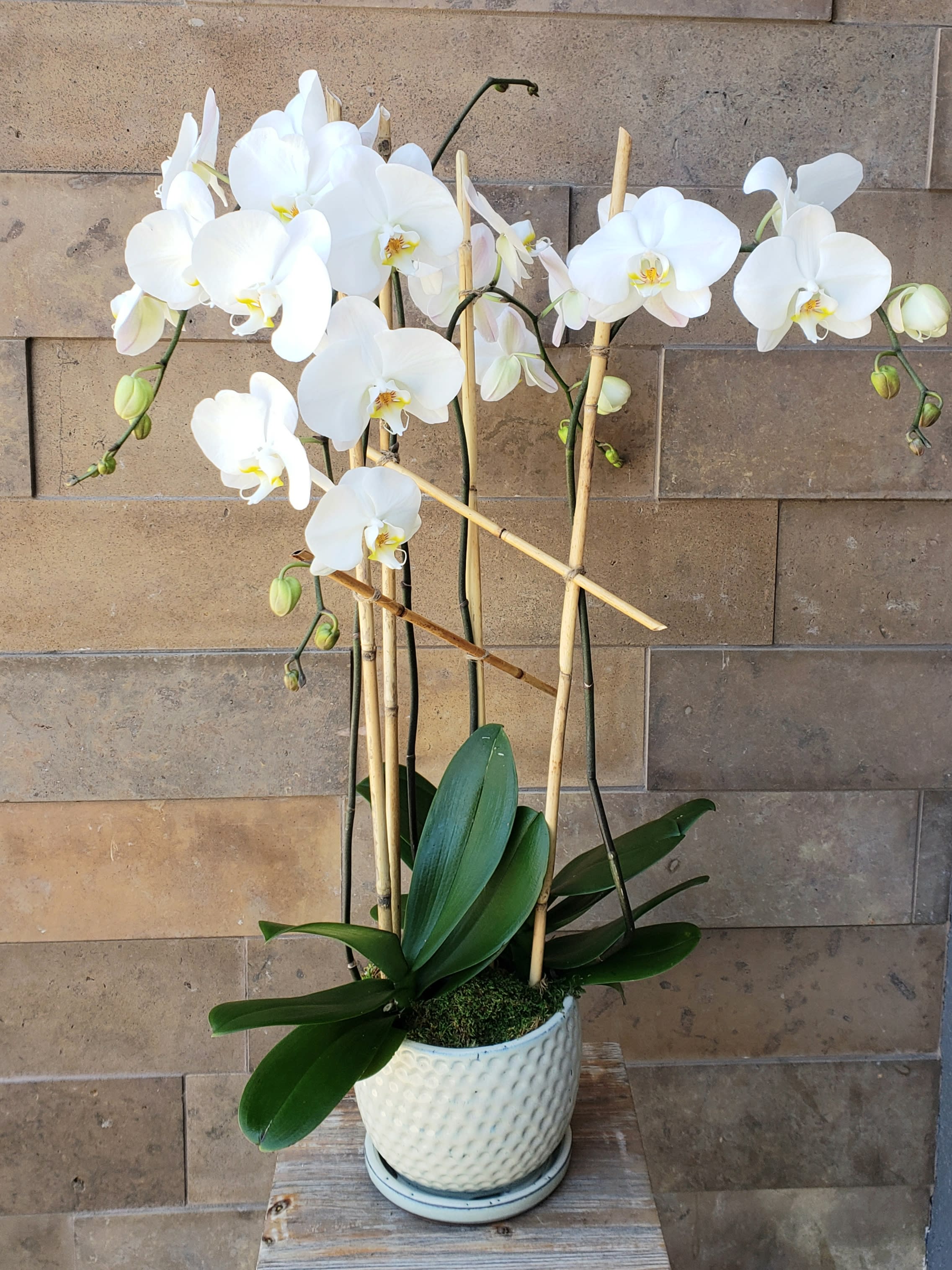 White Orchid Design In San Mateo Ca Blossoms And Botanicals