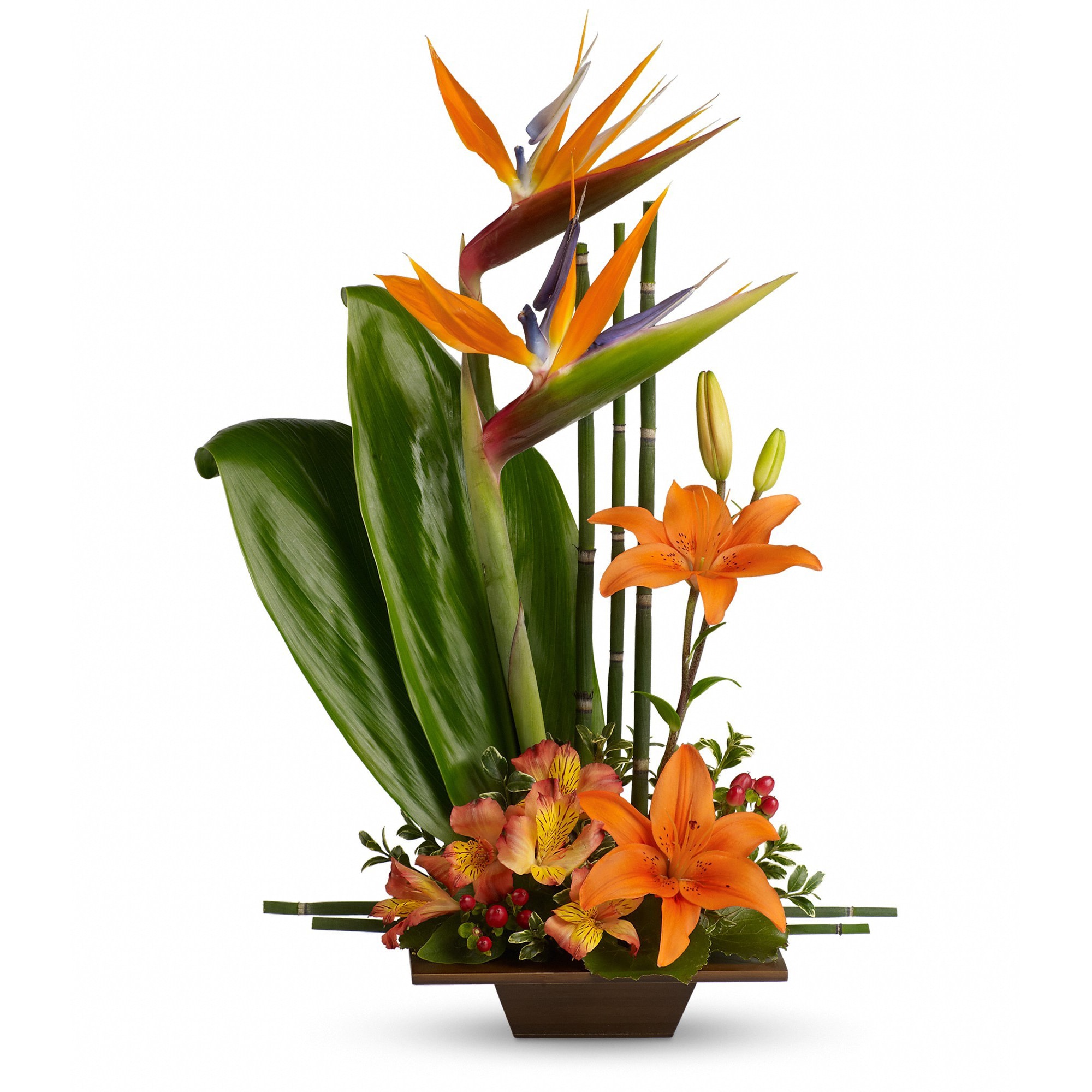 Teleflora's Exotic Grace - Looking for something with a bit of Zen? With tall bamboo and birds of paradise complemented by a stunning mix of tropical orange flowers and greenery in a graceful bamboo container, this bouquet is it.    Birds of paradise, asiatic lilies, alstroemeria, red hypercium, accented with ti and galax leaves arrive in a beautifully exotic keepsake bamboo container.    Approximately 16 1/2&quot; W x 24 1/2&quot; H    Orientation: One-Sided    As Shown : T77-1A  Deluxe : T77-1B  Premium : T77-1C