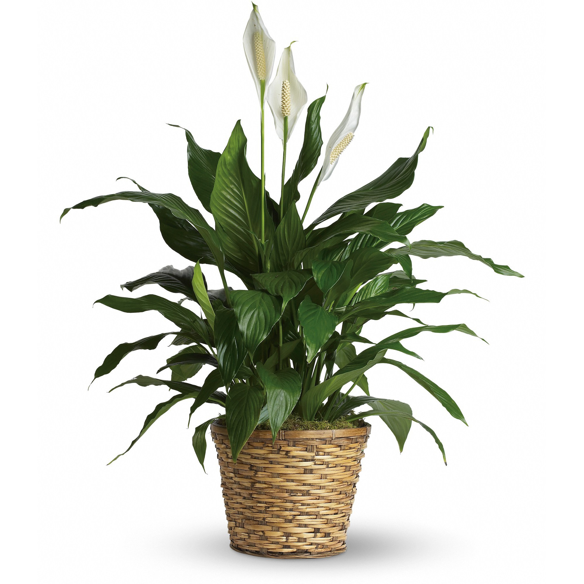 Simply Elegant Spathiphyllum  - Known for its indoor beauty and ability to clear the air of contaminants, this brilliant green plant with dazzling white blossoms makes a perfect gift for almost any occasion. low-maintenance. High quality. Bet you never knew delivering elegance could be this simple.  Spathiphyllum come in a woven wicker basket. Available in two sizes - 6 inch and 8 inch  Add a bow, bow with script and/or willow with butterflies for additional cost. See Cross sell items    Approximately 30 1/2&quot; W x 37&quot; H  Orientation: N/A  As Shown : T105-2A