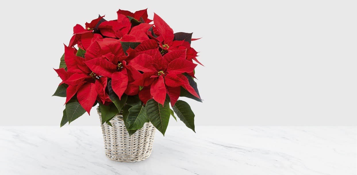 Red Poinsettia Basket Red Poinsettia Basket - Our red double stem poinsettia plant is very popular during the winter season especially for the holidays!!