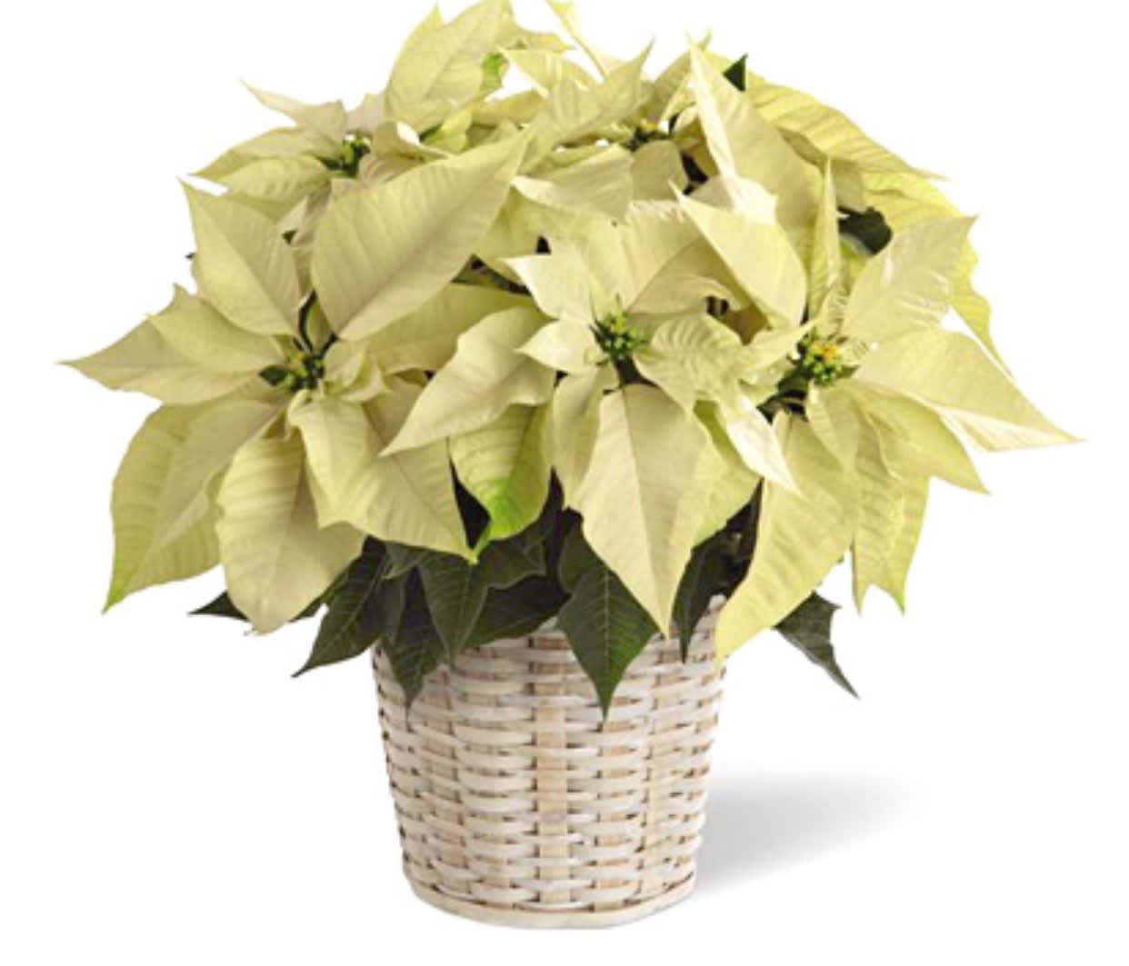 White Poinsettia Plant White Poinsettia Plant - Our White double stem poinsettia plant is very popular for the winter season and especially for the holidays!!