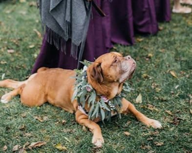 Doggy Wedding Lei Doggy Wedding Lei - Greenery and floral lei for your best doggo friend! **It is always best to schedule a consultation for a full wedding quote** NOT AVAILABLE FOR SAME DAY DELIVERY- THIS IS A PREBOOKED ITEM ONLY **