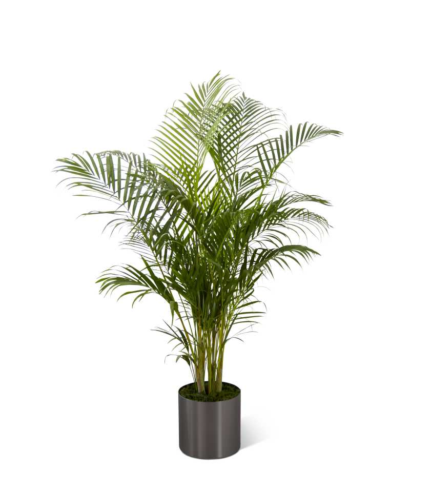 The FTD Palm - The FTD Palm Plant brings natural beauty to any space with its incredible lush foliage. Known for their attractive splayed green leaves, this large plant arrives presented in a round graphite container to make it an ideal fit for any interior dÃ©cor. 10â plant.
