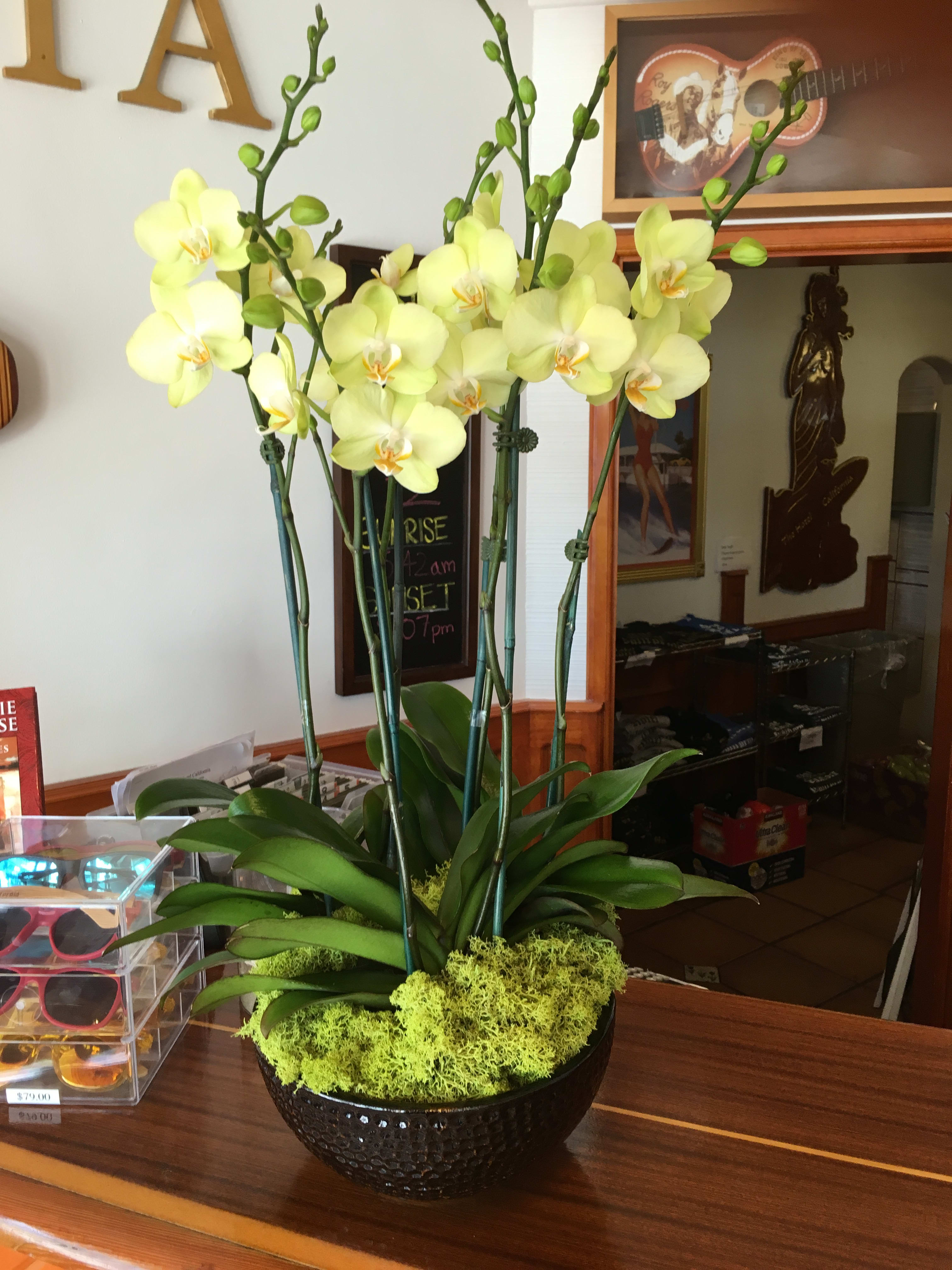 Yellow Delight - Live plants. Beautiful yellow orchids with awesome bright moss. 