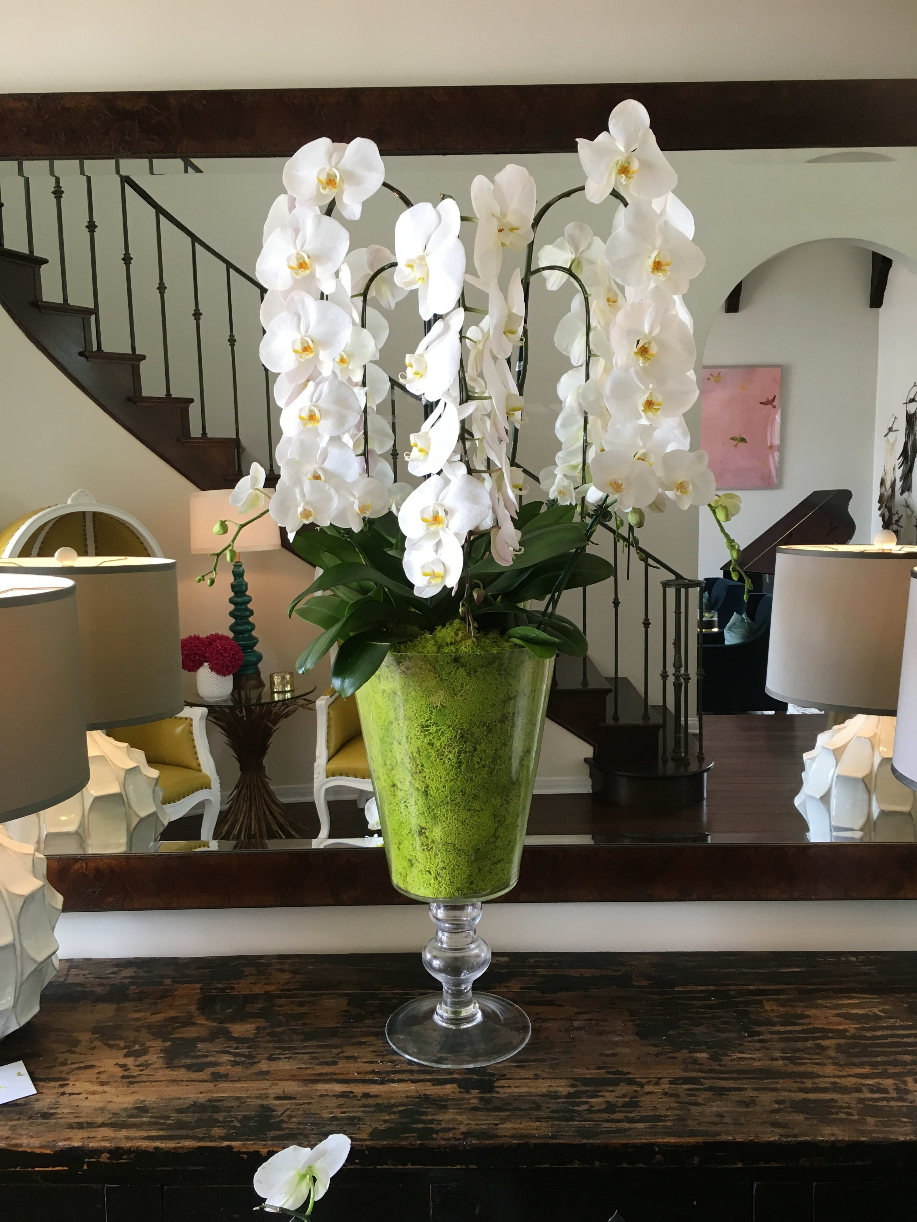 Lively Green - Live plants. Three Premium Cascade orchids accompanied by two three inch orchids in a spectacular clear vase sealed with bright green moss.