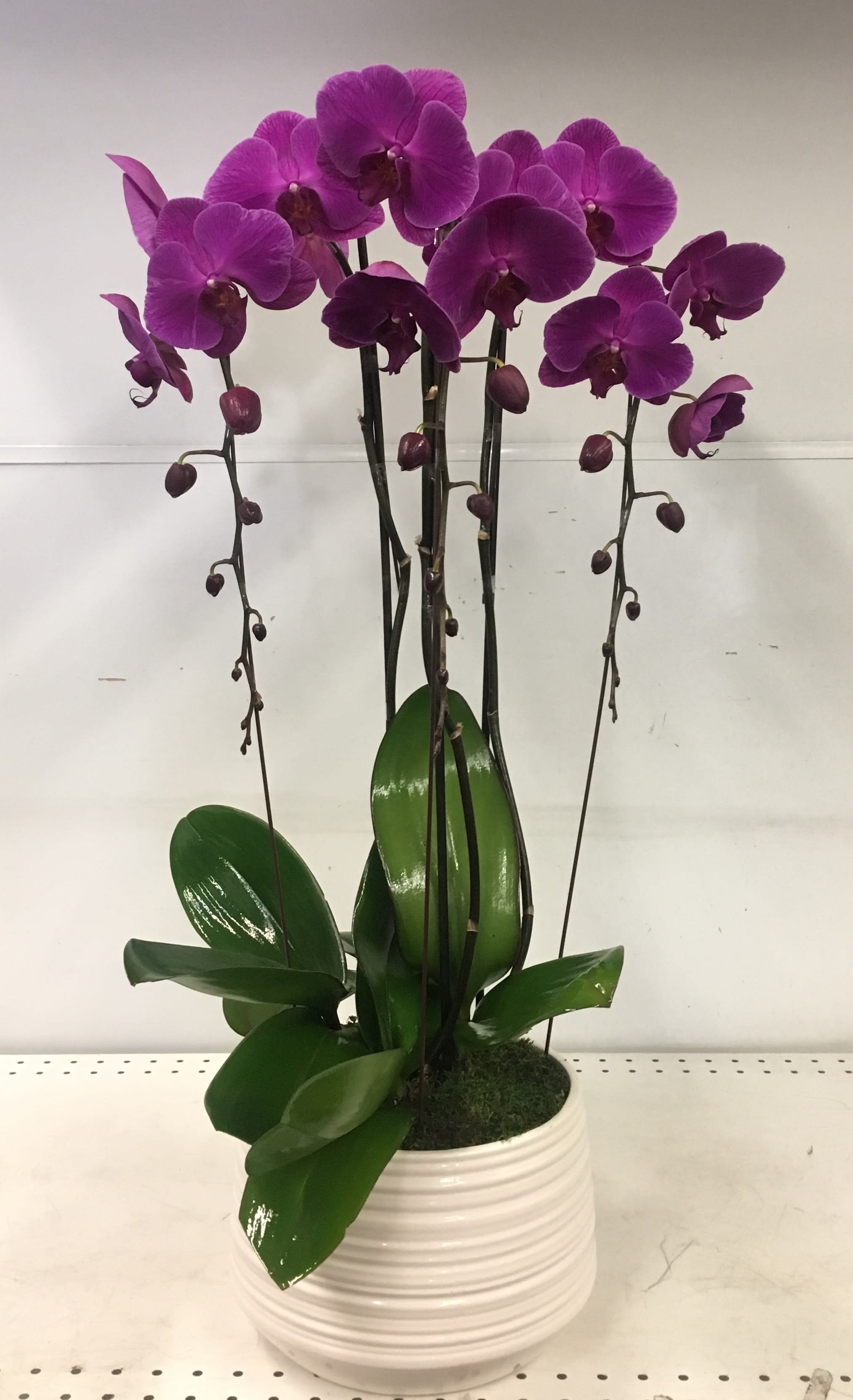 Triplet cascade - Beautiful vibrant purple cascades with white vase.