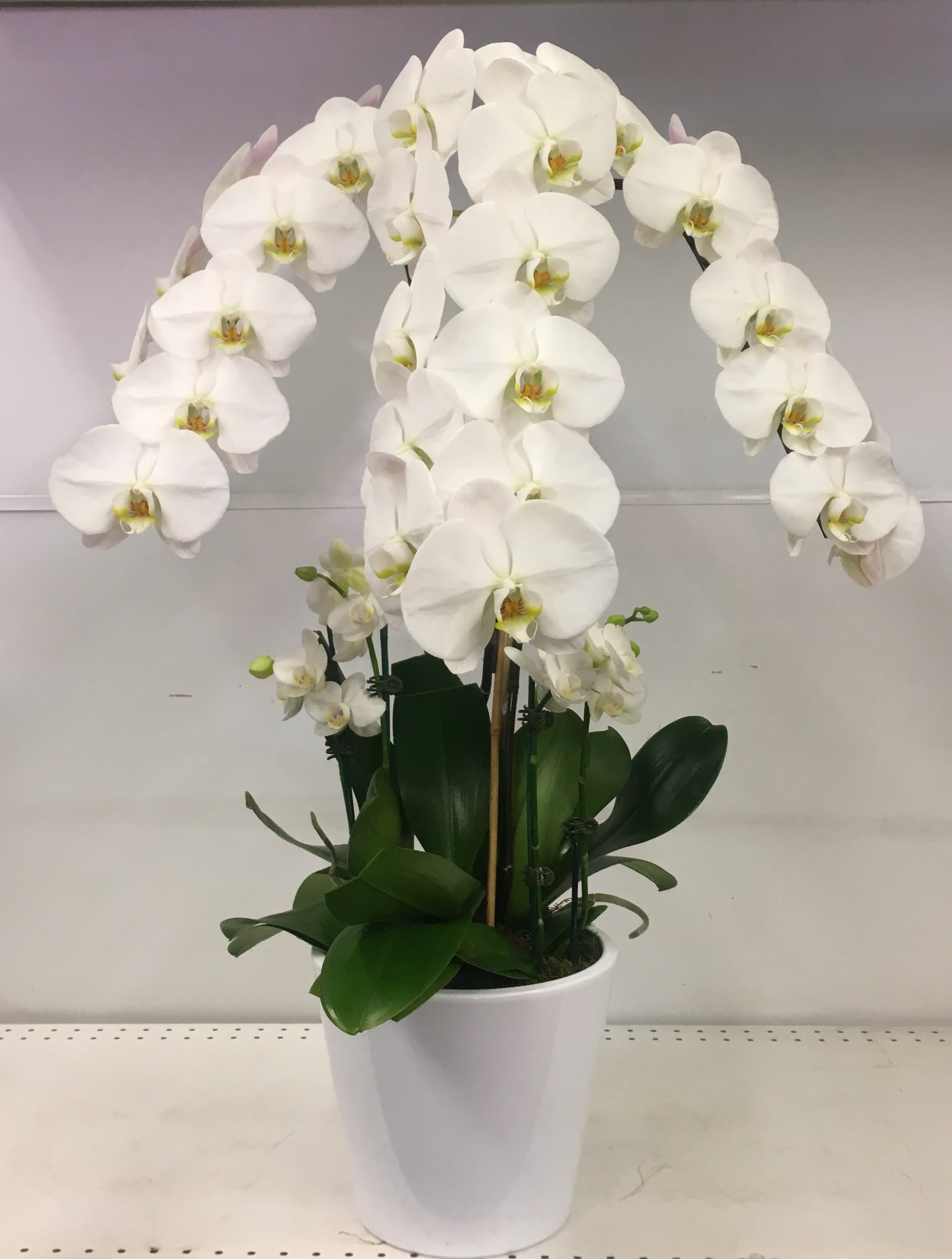 Premium arrangement - GRAND ORCHIDS