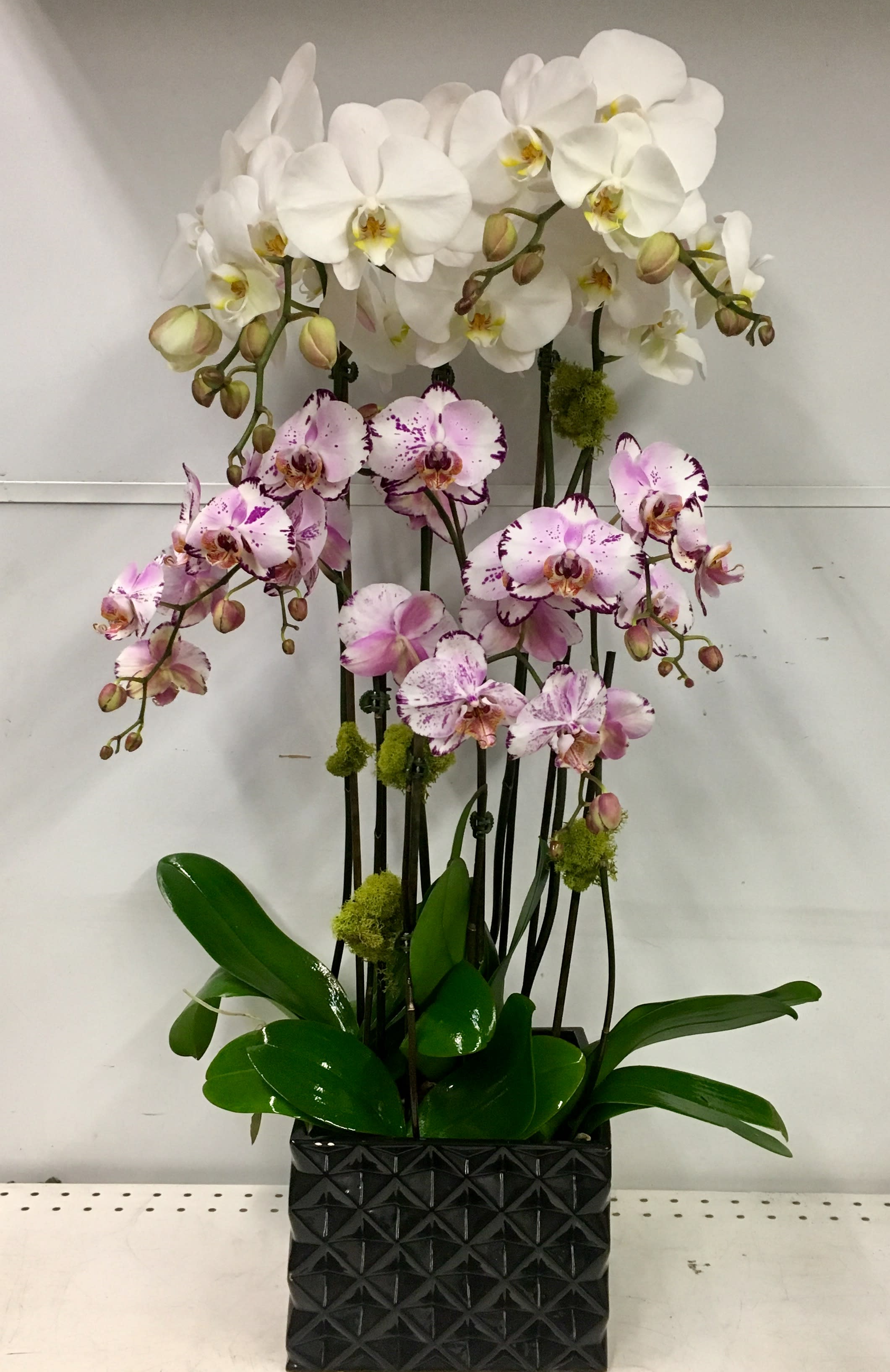 Contrast - Beautiful bouquet of white and pink orchids.