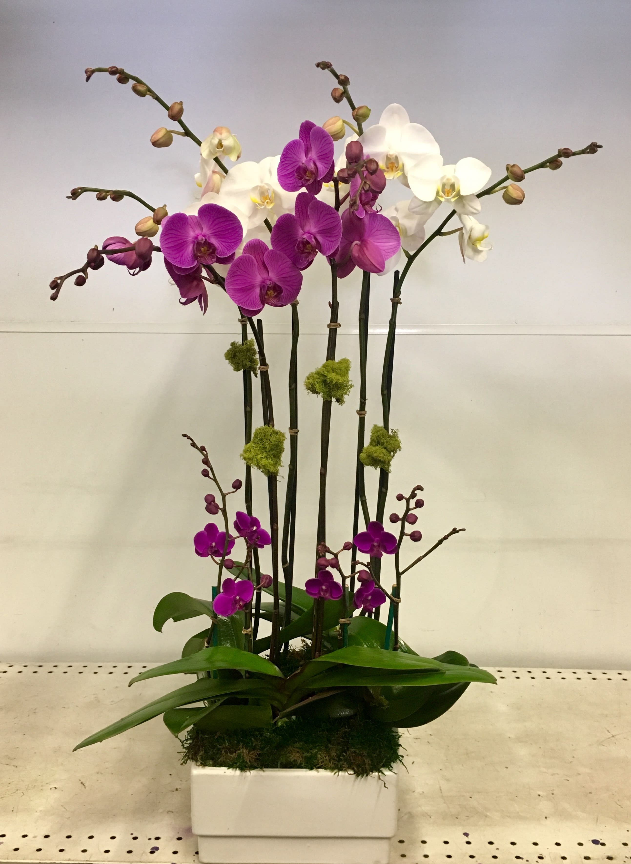 purple and white orchidsgrandioscgorchids