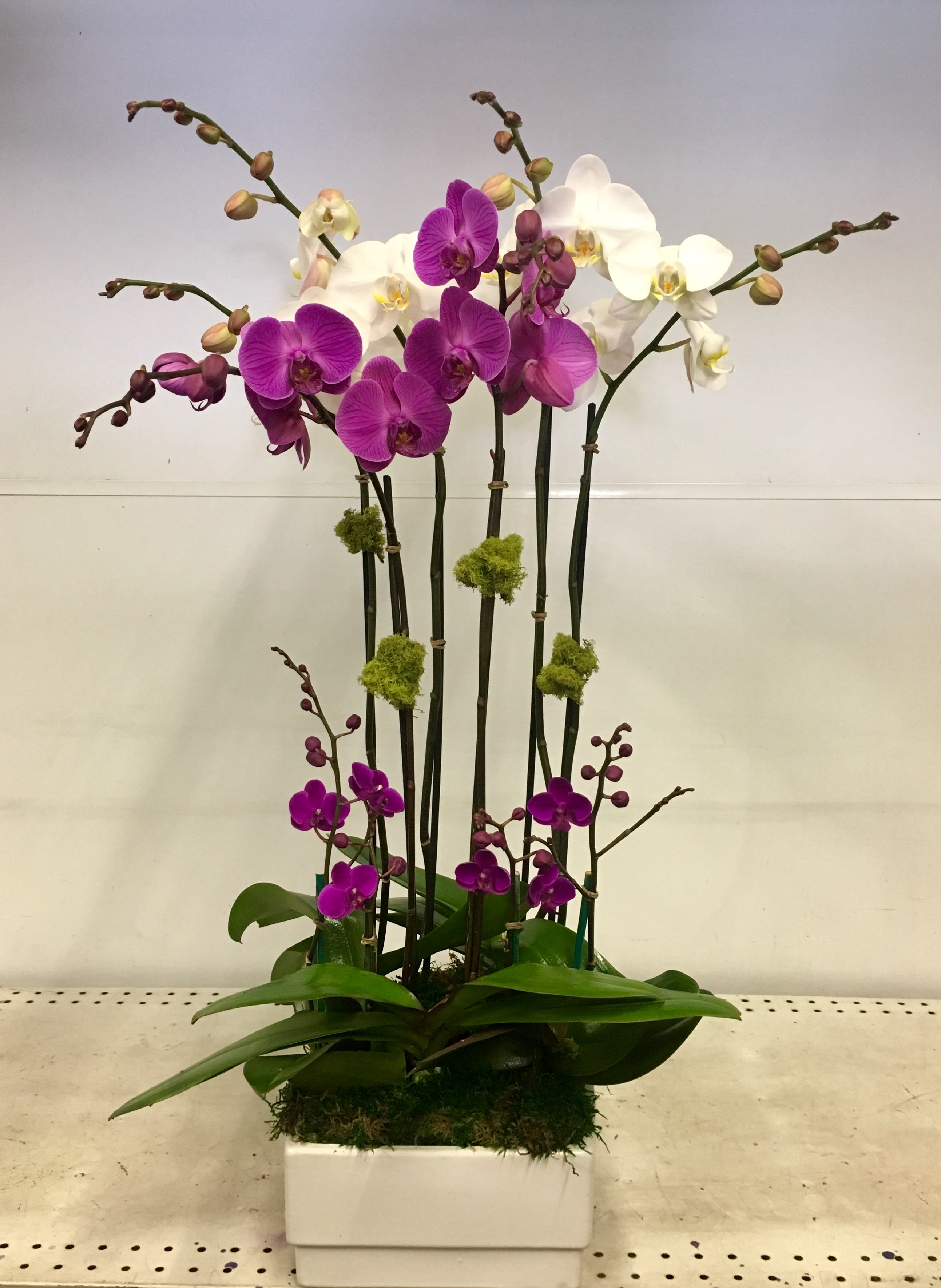 Purple And White Orchids By Grandioscgorchids