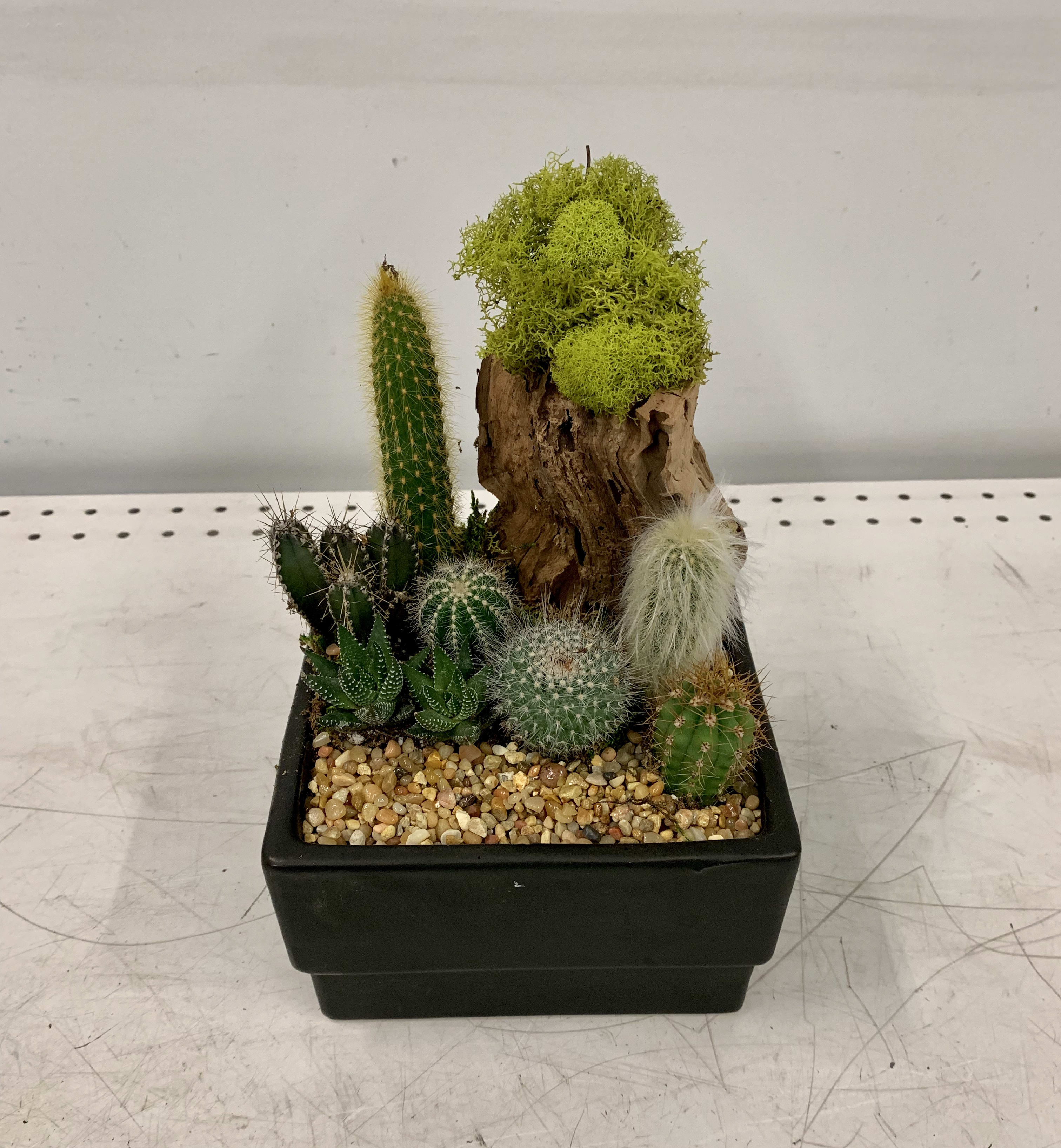 Dark Succulent - Real succulents. Succulents may be different.