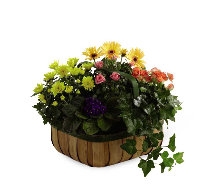 The FTD Gentle Blossoms Basket - The FTD Gentle Blossoms Basket is a wonderful way to offer your condolences and honor the life of the deceased. A collection of our finest plants are brought together in a green-rimmed natural woodchip basket to create a warm and comforting sentiment in this time of grief and loss.