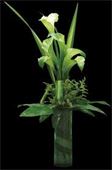 Calla Lily Special - Contemporary style of calla lilies and tropical foliage designed in vase. Special for mom. 