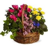 Mixed Blooming Garden Basket - Large assorted blooming garden basket with a combination of blooming and green plants 
