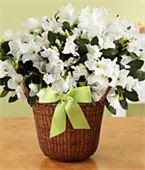 Blooming Azaela Plant - 6&quot; blooming azalea plant in basket 