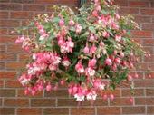 Hanging Fushsia Plant SEASONAL - Beautiful full hanging fuchsia plant for those who have a nice shaded area. 