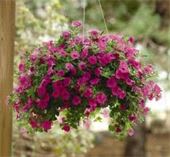 Hanging Petunia Mix SEASONAL - This full sun assorted hanging petunia is a beautiful way to say Happy Mother's Day 