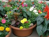 Custom Garden Outdoor Planter SEASONAL - Let us put together a custom garden planter for your Mother. Geraniums, Petunias, Gerberas, daisies, etc. Sm. Med. Large 