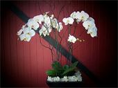 Double Orchid Plant - This beautiful double orchid plant is a lovely way to express your love. Grown for indoors.