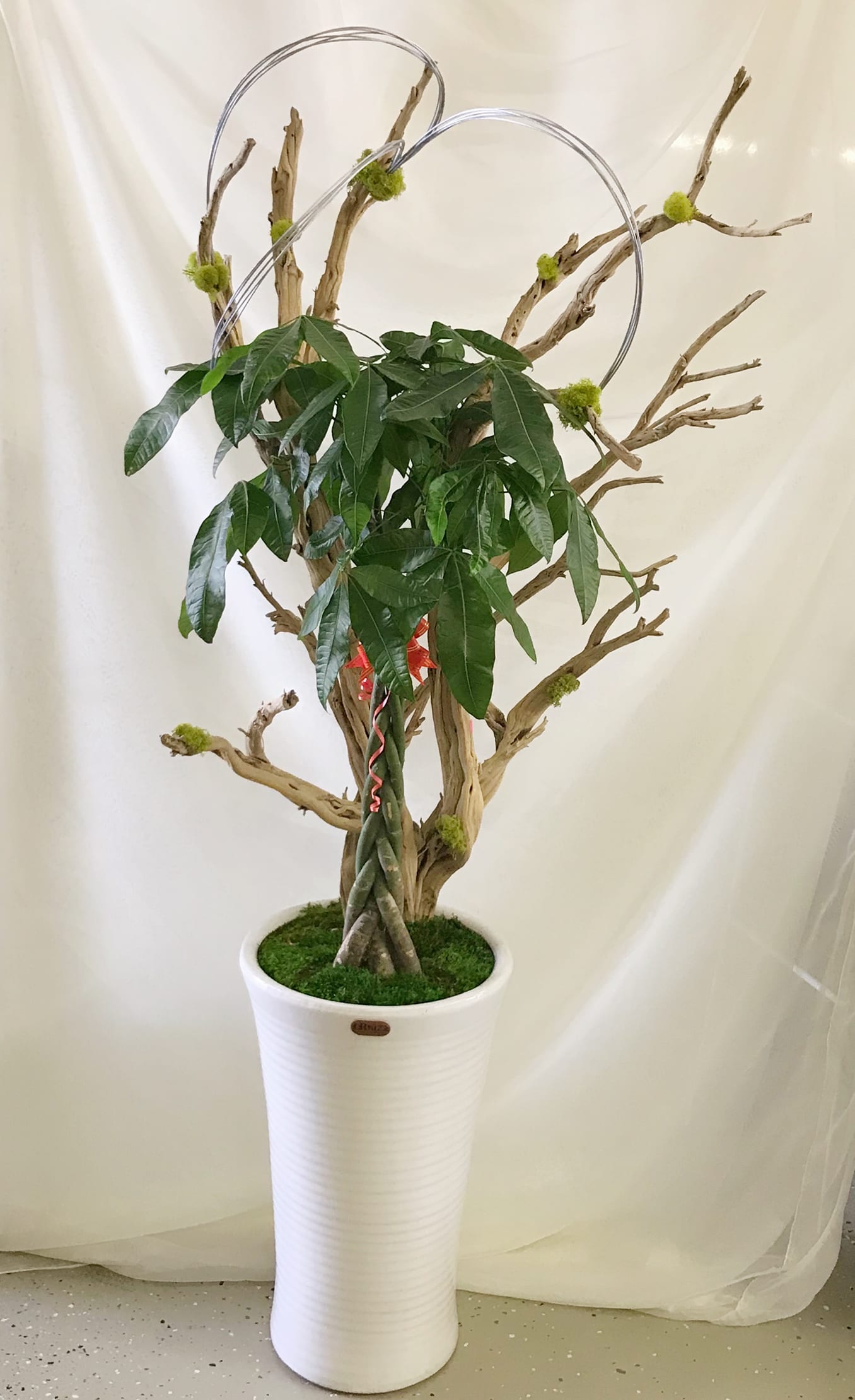 Braided Money Trees in los angeles, CA Orkizz Inc