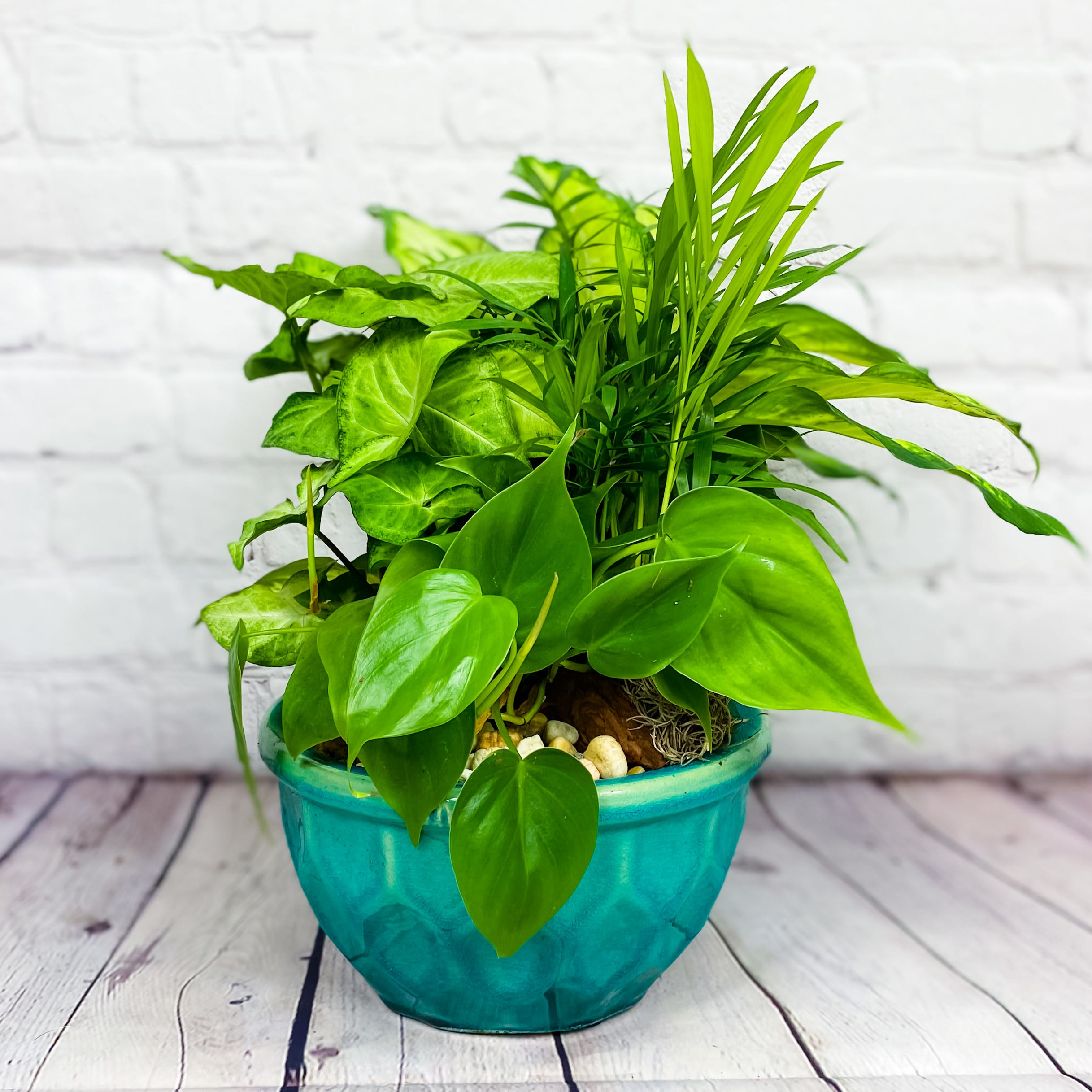 Premium Dish Garden Plants Medium in Fort Lauderdale, FL