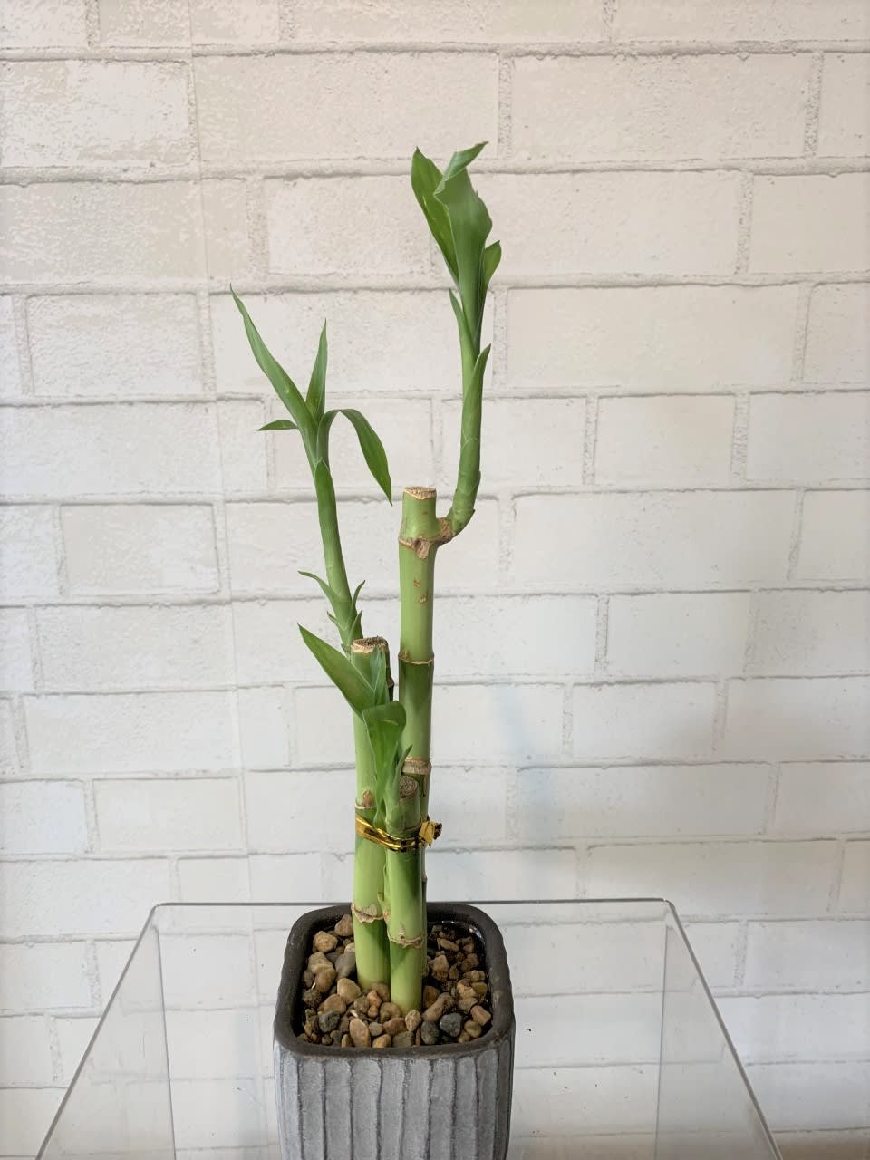 Lucky Bamboo in Lincoln, NE House of Flowers