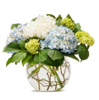 Mighty Hydrangea Bouquet  - Mighty Hydrangea Bouquet is a beautiful cream, blue and green Hydrangea bouquet. Arranged in a glass bubble bowl lined with curly willow, it creates a truly enchanting look. This arrangement captures the elegance of each stunning Hydrangea head and accents every stem. The Mighty Hydrangea arrangement is an exquisite and stylish floral statement for any occasion.