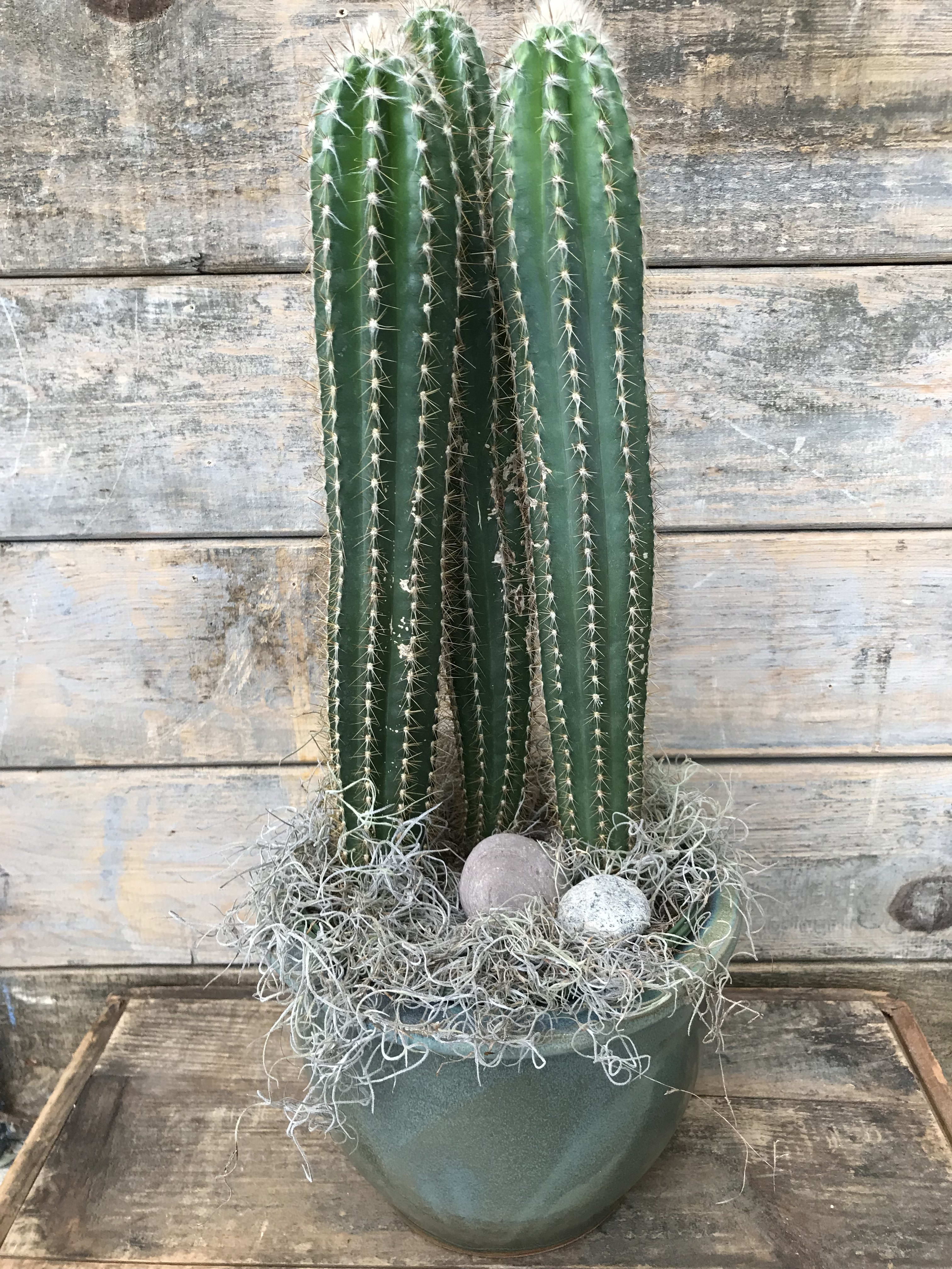 Cactus plant - Cactus plants come in a few varieties and we will deliver a beautiful plant to the office or home.