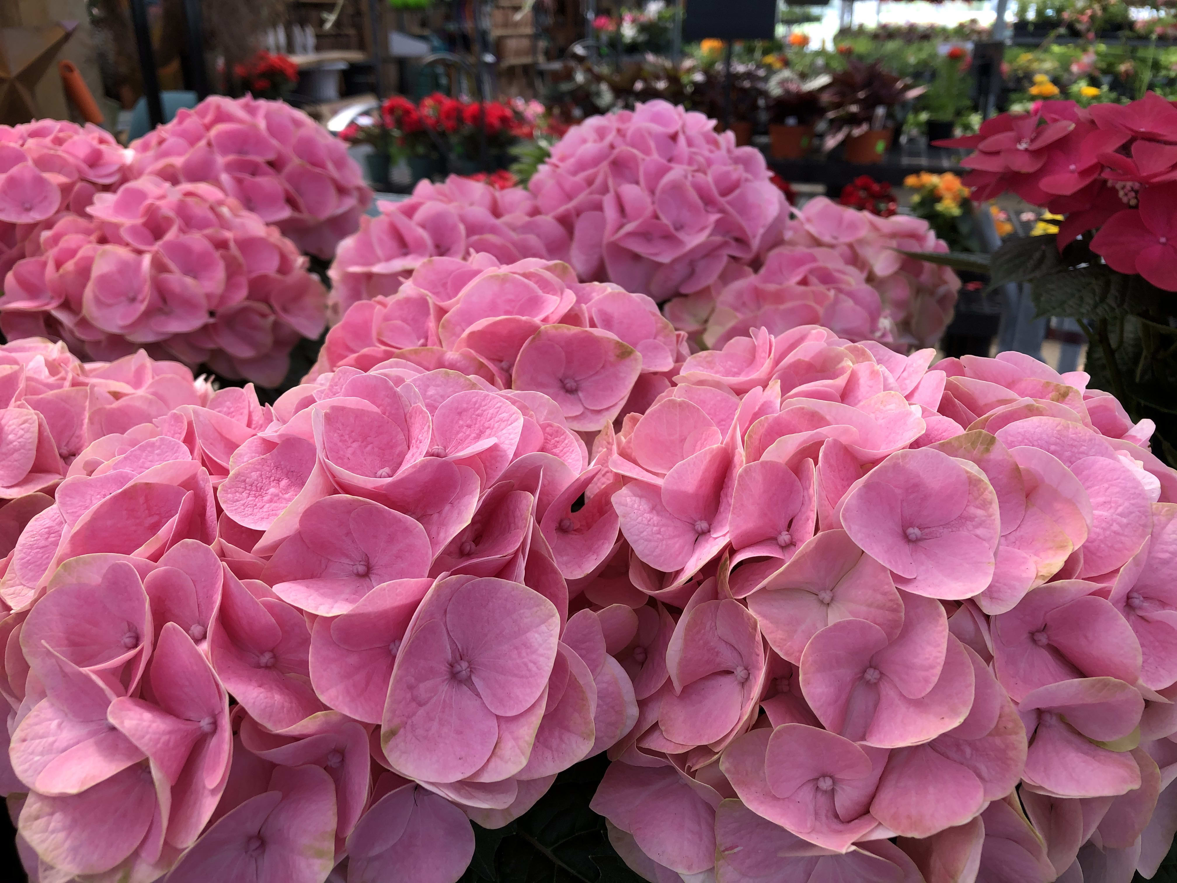 Hydrangea Plant - Always a favorite  on Mother's Day