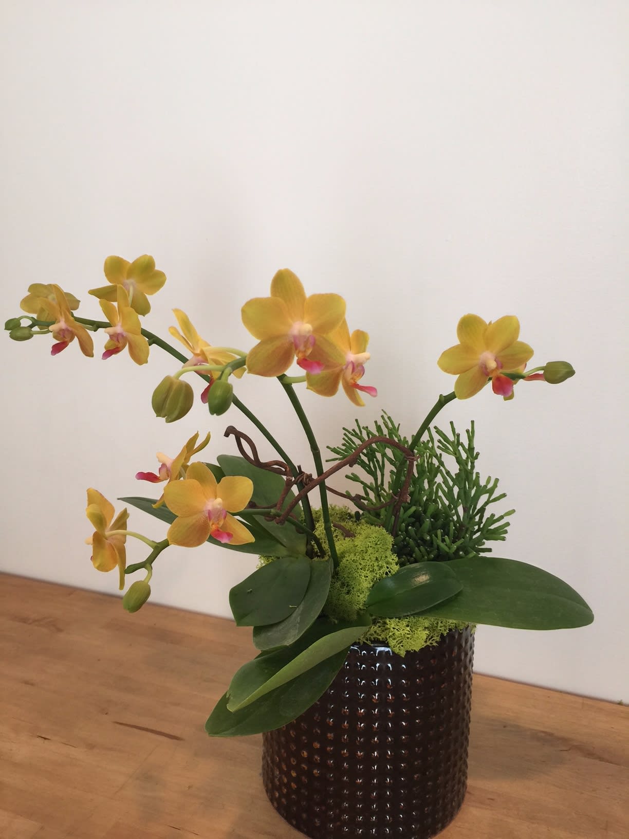 Mini yellow orange Phalenapsis orchid in Encinitas, CA Divine Orchids