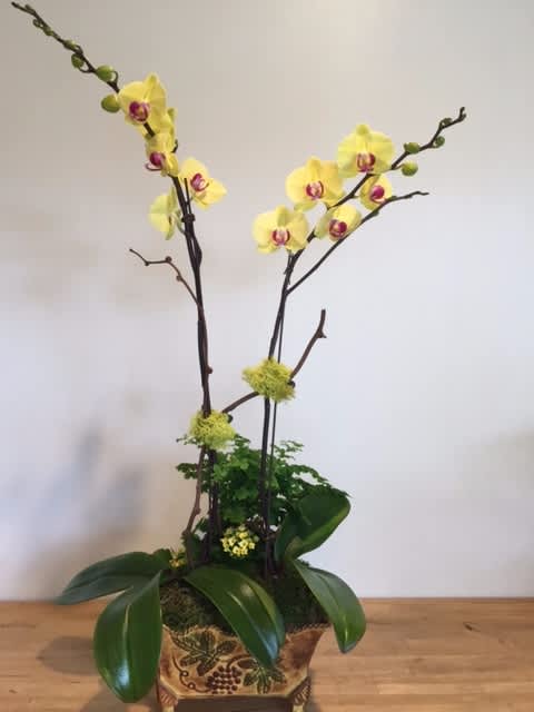 Oechids - MID size iron pot Yellow Orchids 