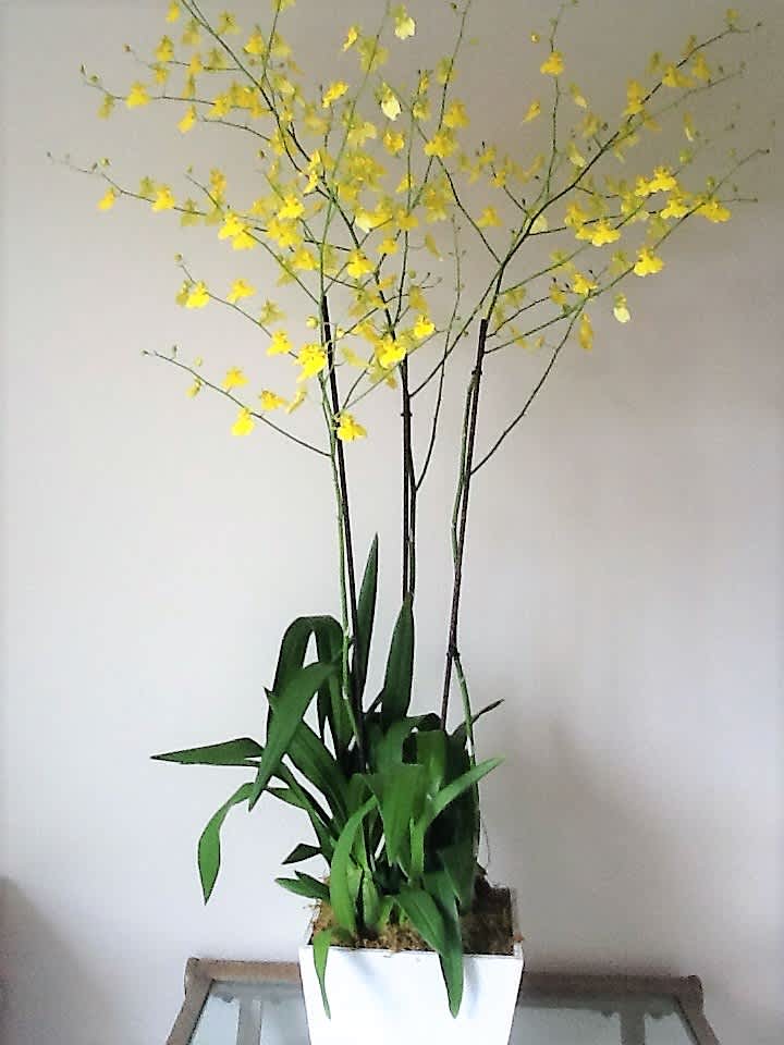 Orchid: Yellow Oncidium (Lemon Drop) Orchid: Yellow Oncidium (Lemon Drop) - Yellow color flower three orchids In a wood pots.