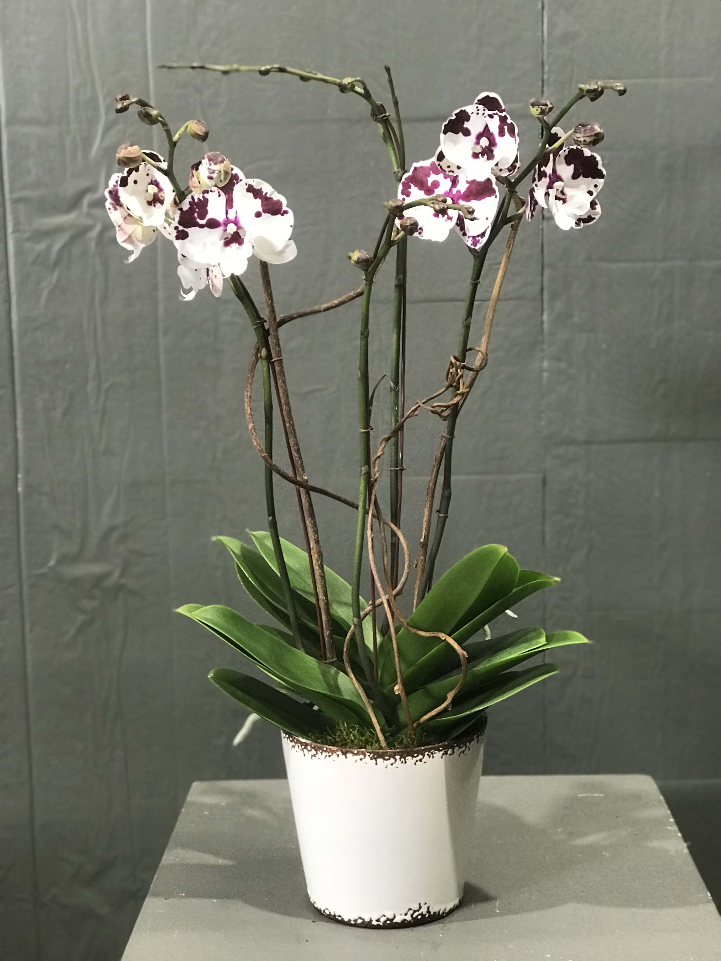 Exotic Orchids Exotic Orchids - Four stems with ceramic pot
