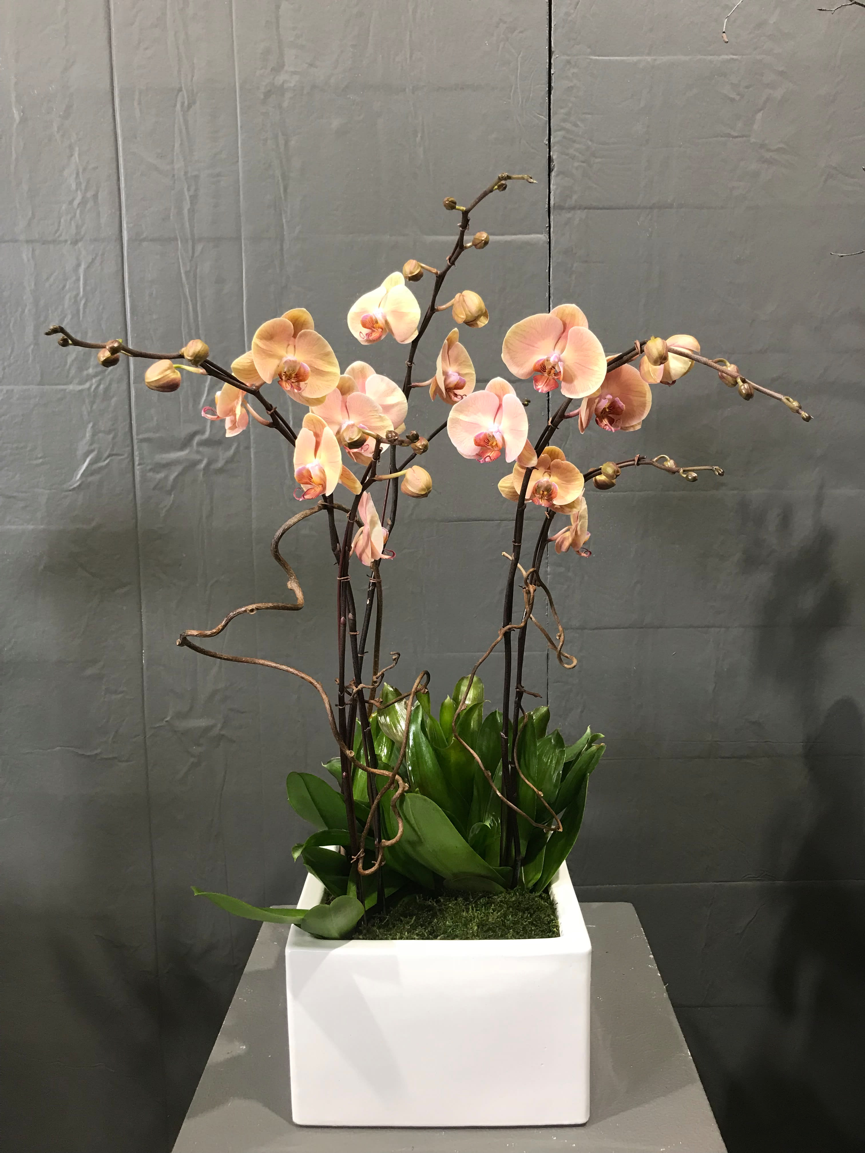 Peach color Phalaenopsis - 5 stems design with Bromeliad  in 12 inches square ceramic