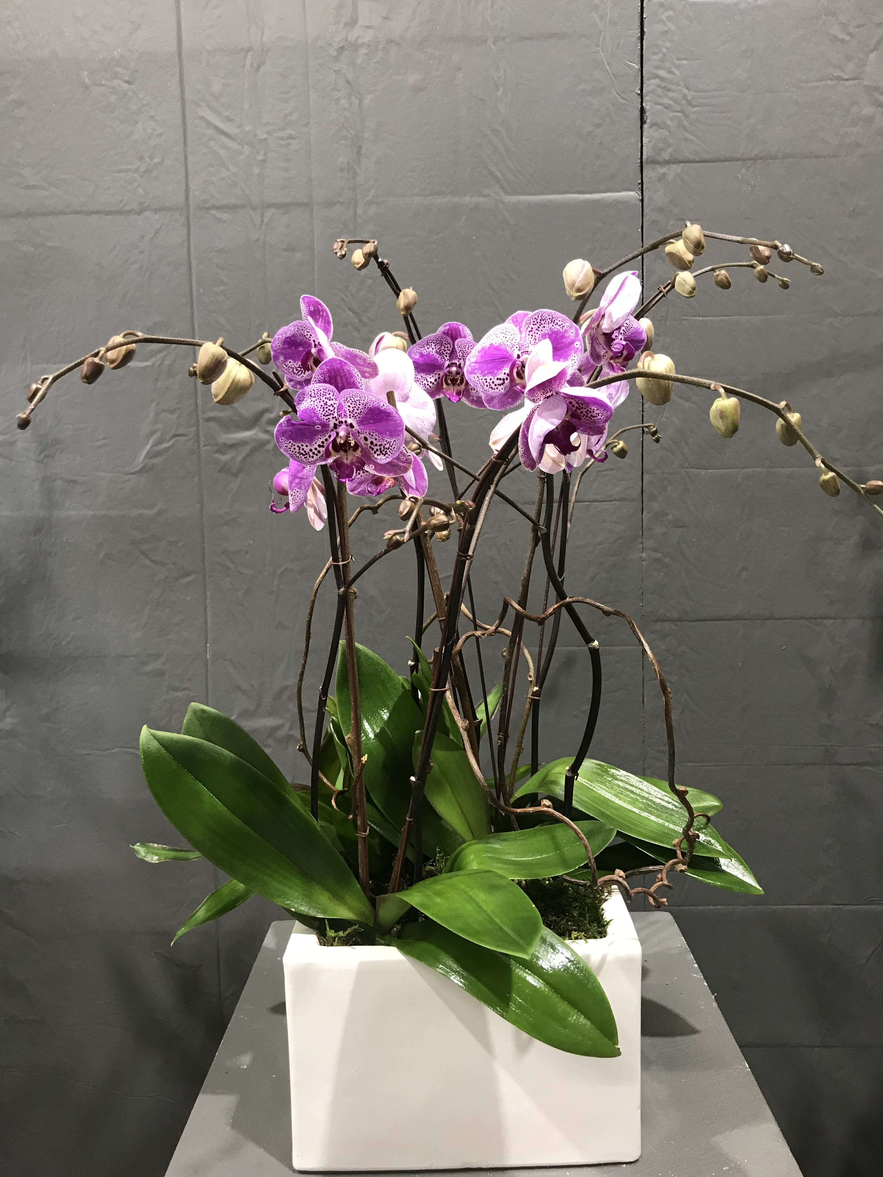 Purple Spotted Novelty Phalaenopsis By Divine Orchids Purple Spotted Novelty Phalaenopsis By Divine Orchids